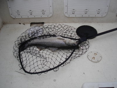 7/5/2008 Smith Charter