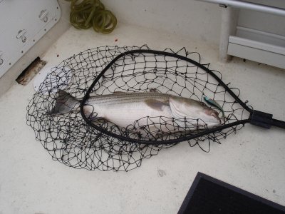 7/5/2008 Smith Charter