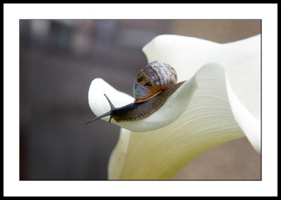 Gastropod on lily