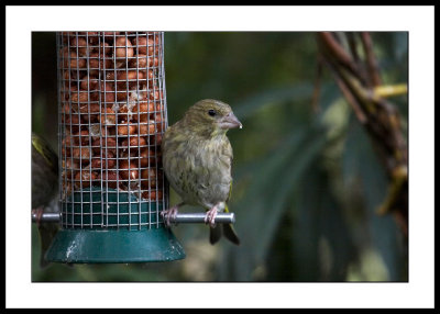 Greenfinch