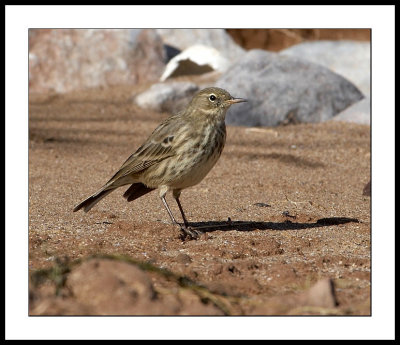 Rock pipit