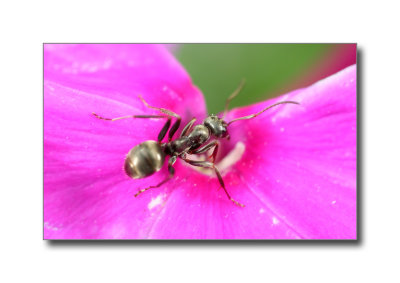 Ant on a Flower