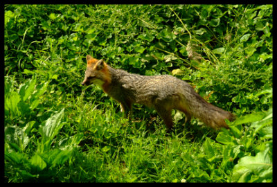 Fox at Maymont Park