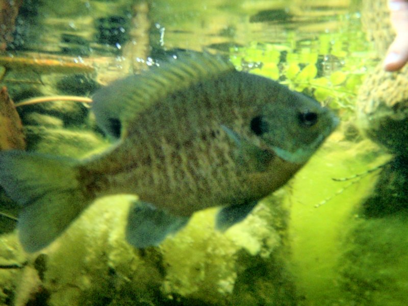 Bluegill.jpg