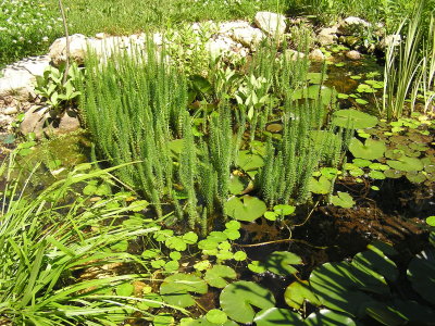 pond_plants