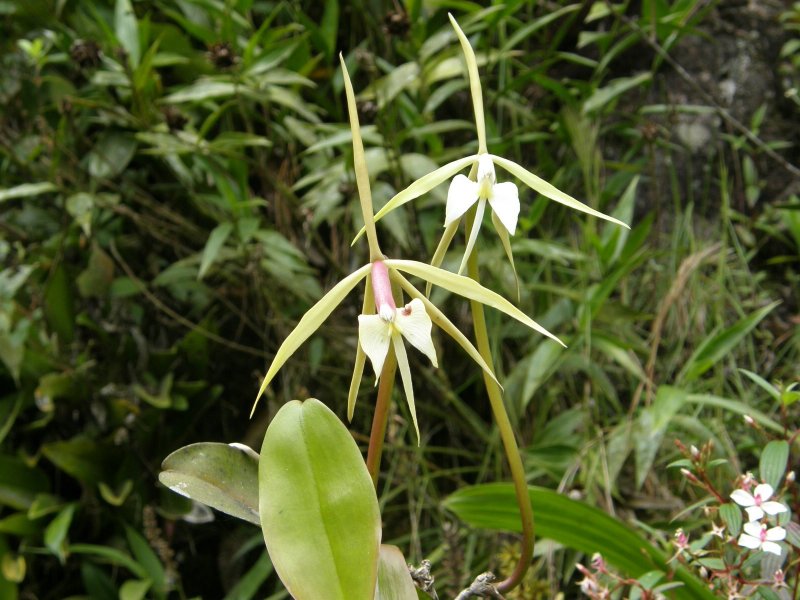 Orchids