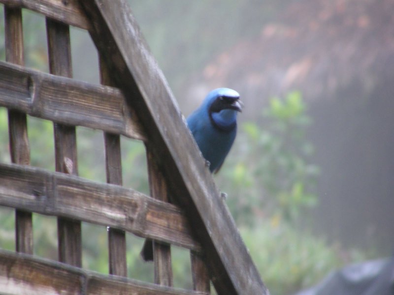 Turquoise Jay