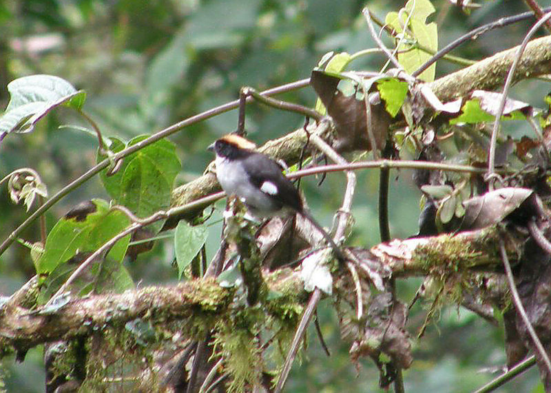 White-winged Brush-finch