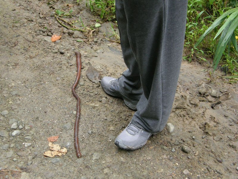 Large Worm