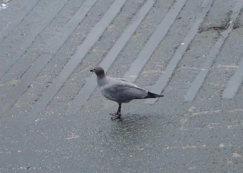 Lava Gull