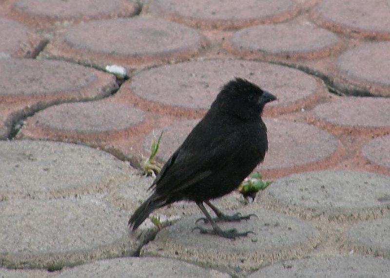 Smalll Ground Finch