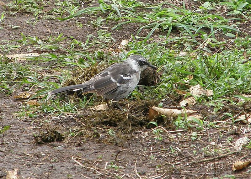 Galapagos Mockingbird