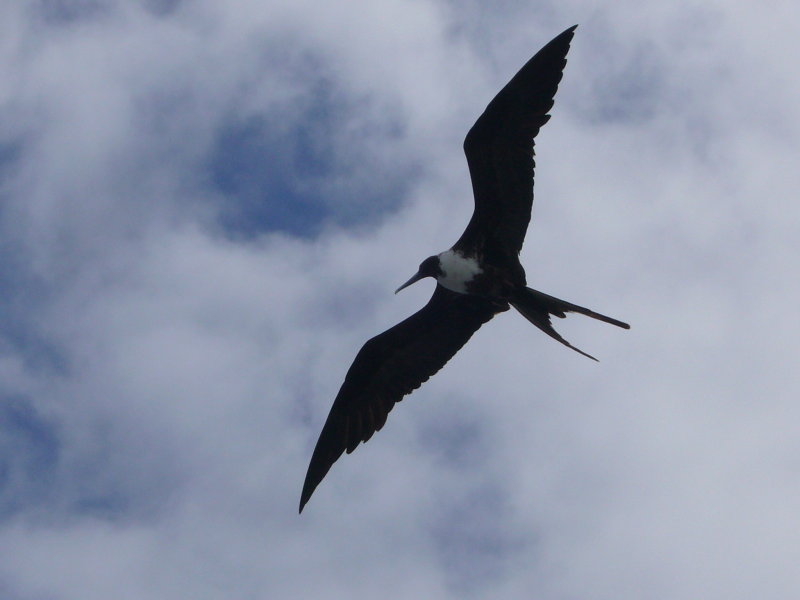 Frigatebird