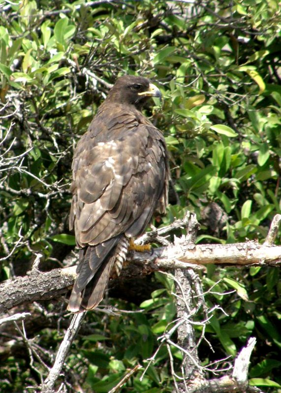 Galapagos Hawk