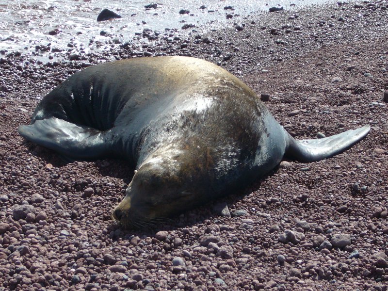 Sea Lion on Rabida