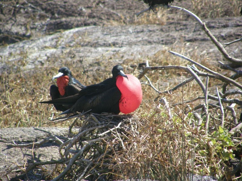 Sexy Frigatebird