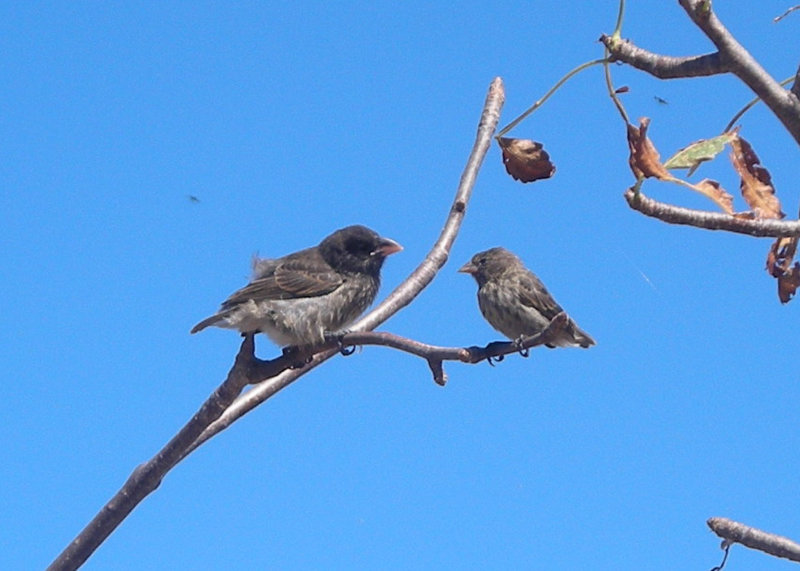 Ground Finches