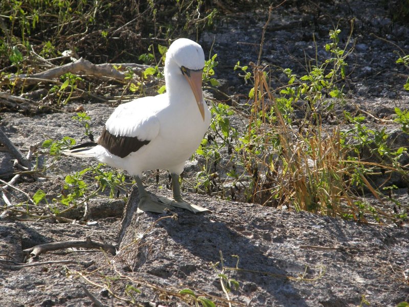 Nazca Booby