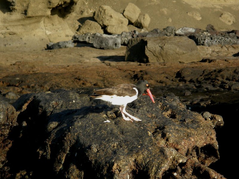 American Oystercatcher