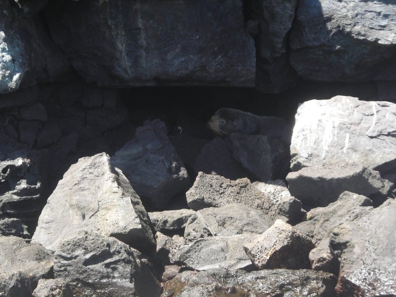 Fur Seal