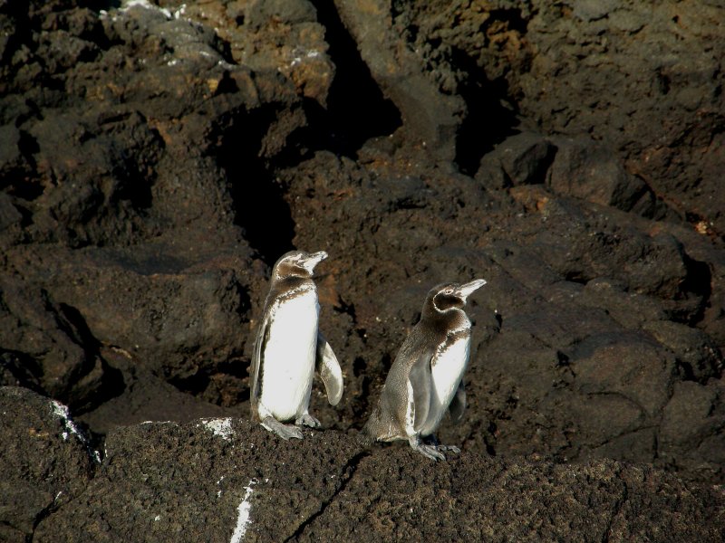Galapagos Penguins