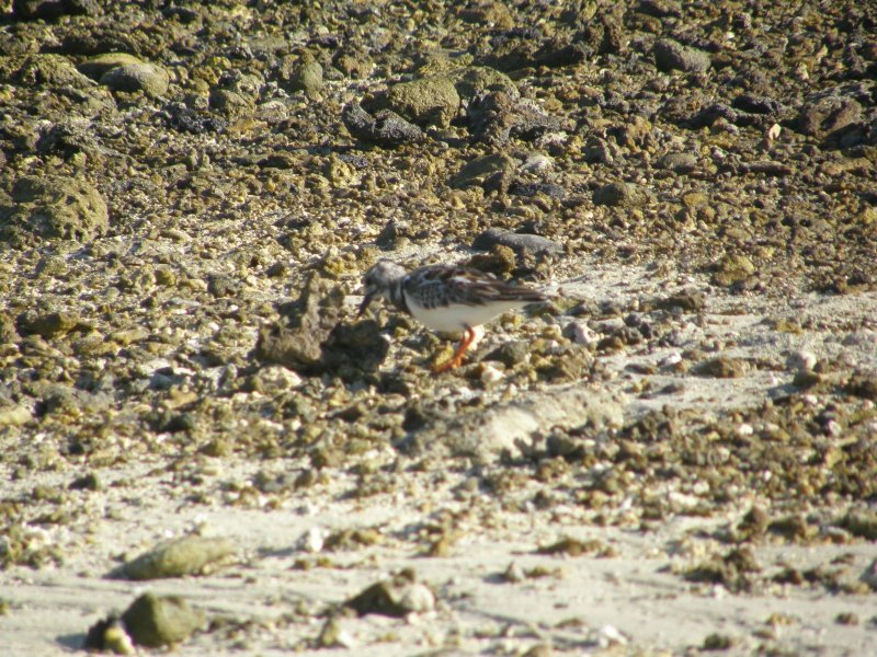 Ruddy Turnstone