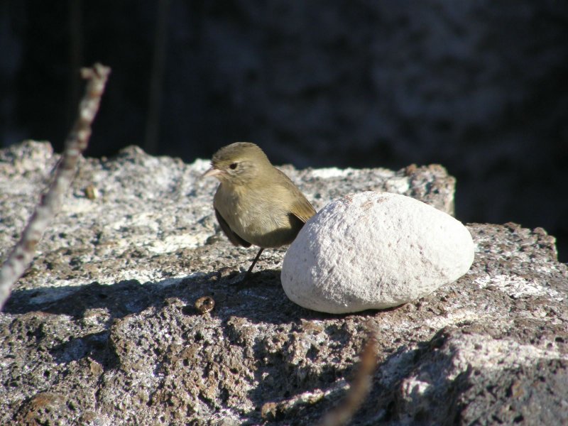 Warbler Finch