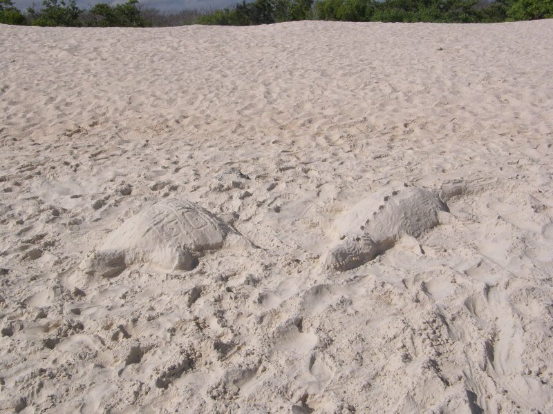 Turtle Sand Sculpture