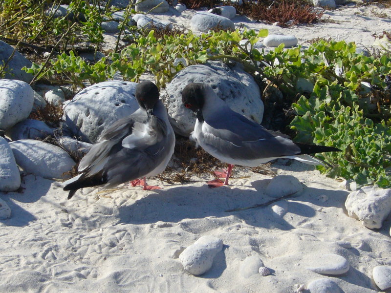 Two Swallow-tailed gulls