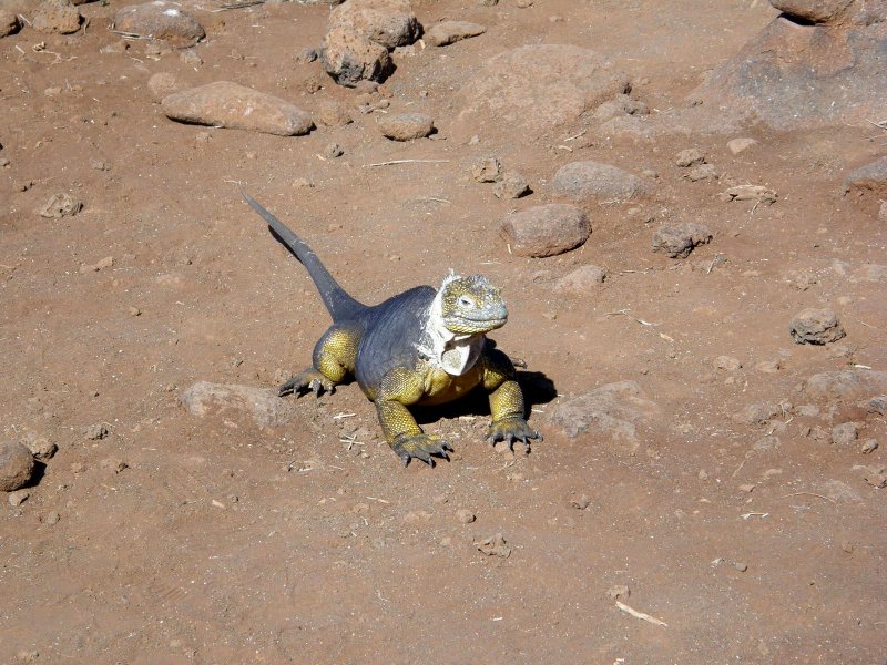 Land Iguana