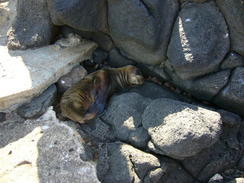 Fur Seal