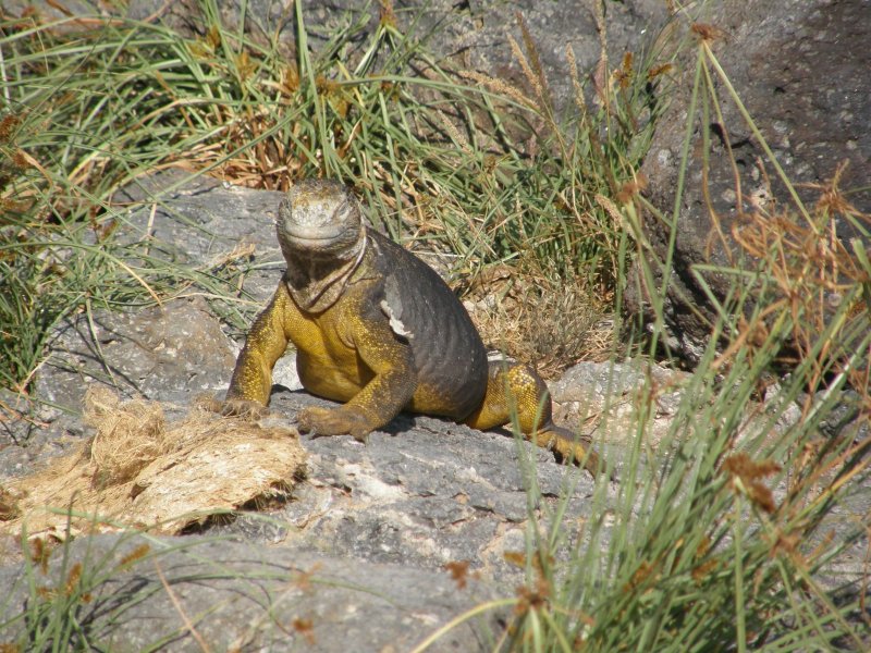 Land iguana
