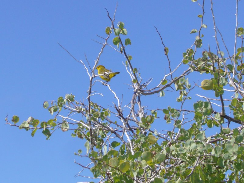 Yellow Warbler