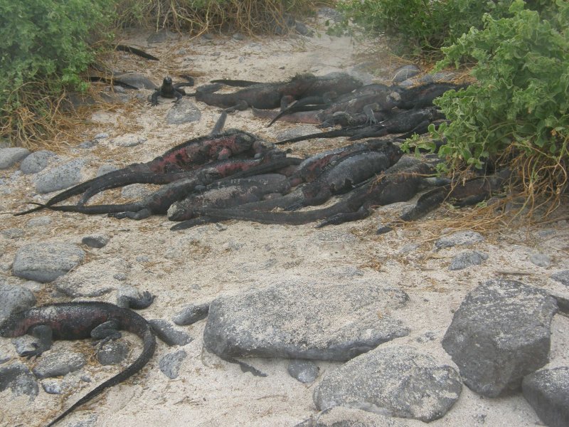 Marine Iguanas