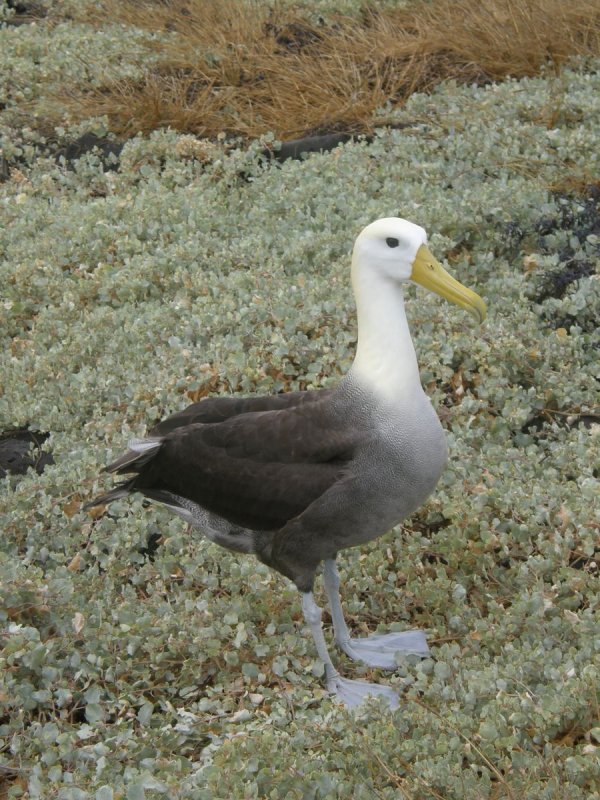 Waved Albatross
