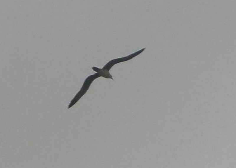 Waved Albatross in Flight