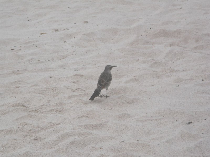 Hood Mockingbird