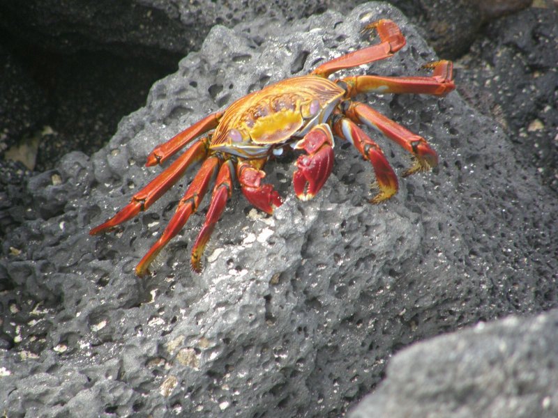 Crab