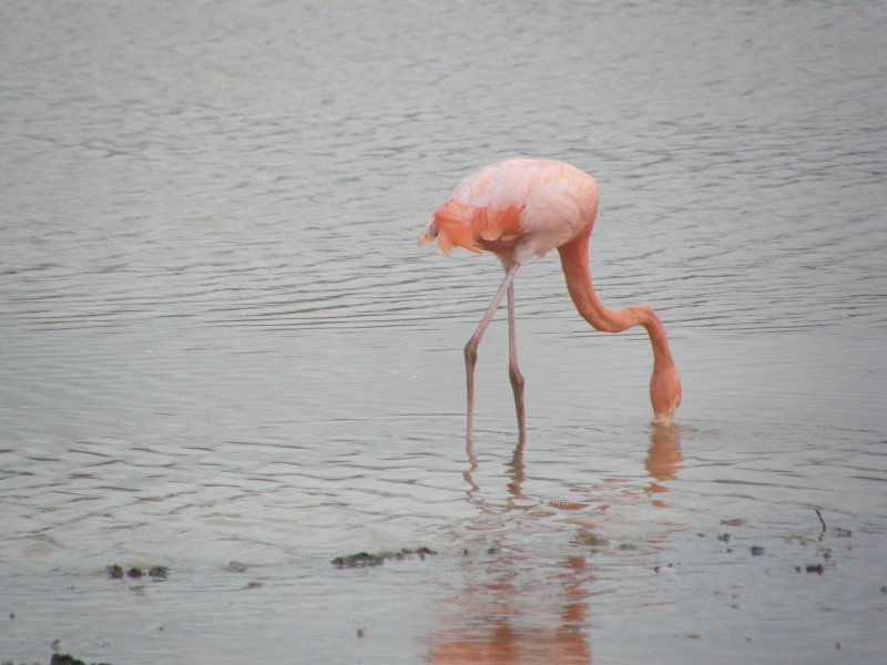 Greater Flamingo