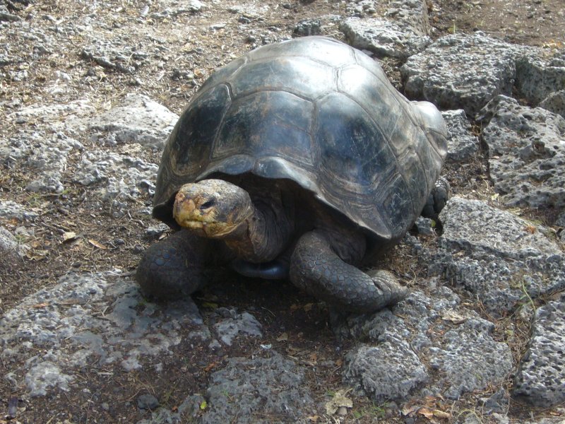 Tortoise at Tortoise Center