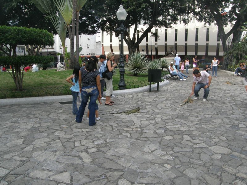Guayaquil Park with Iguanas