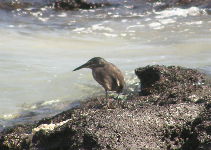 Lava Heron