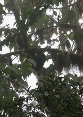 Sickle-winged Guan