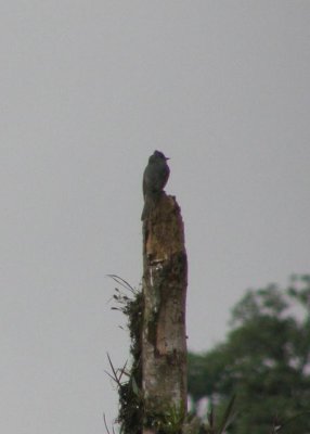 Smoke-colored Pewee