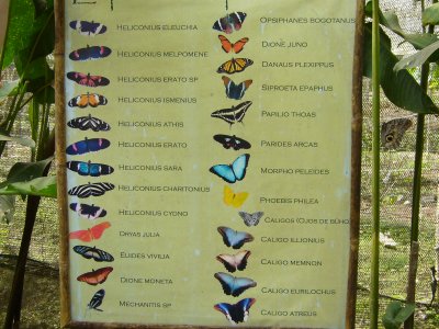 Butterfly chart