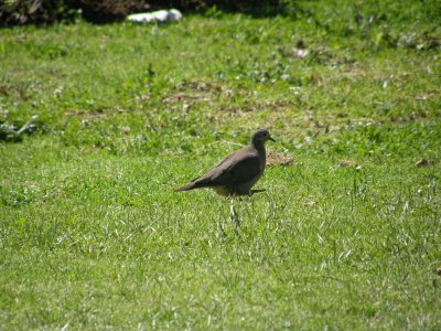 Eared Dove