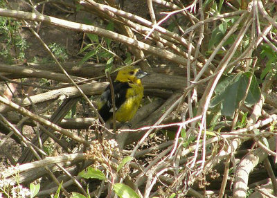 Southern Yellow-grosbeak