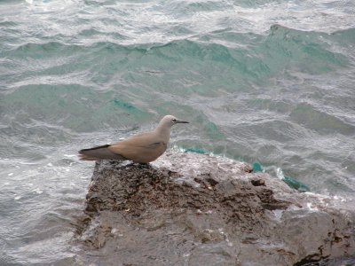 Brown Noddy