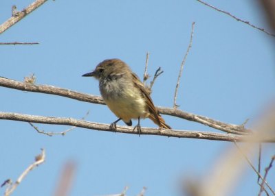 Galapagos Flycatcher