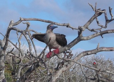 Red-footed Booby
